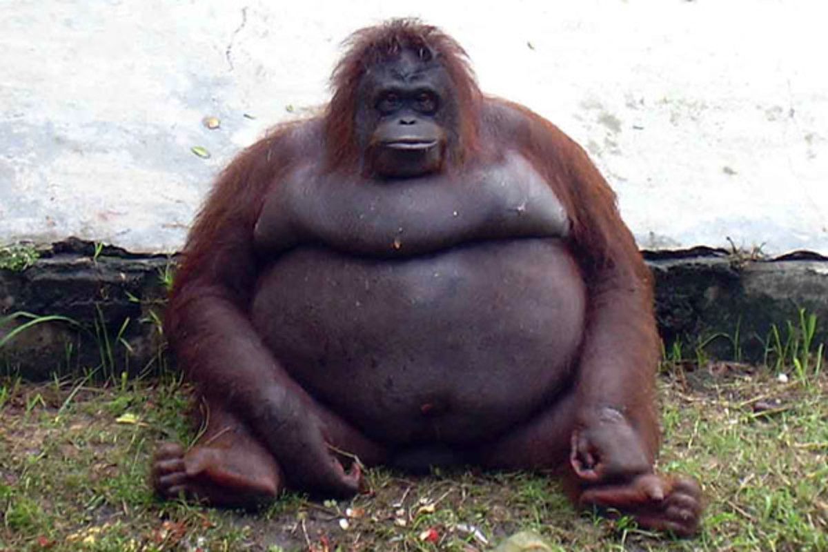 fat monkey